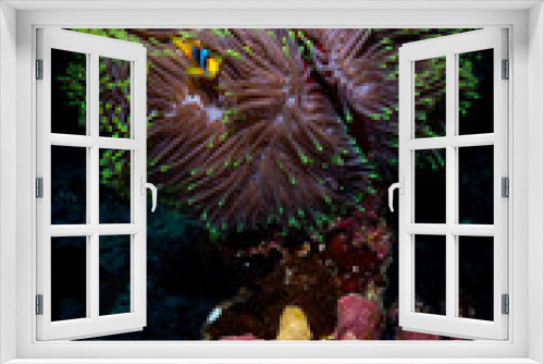 Fototapeta Naklejka Na Ścianę Okno 3D - Bunte Fische in tropischem Korallenriff