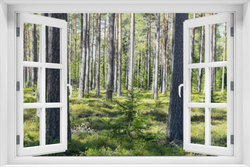 Fototapeta Naklejka Na Ścianę Okno 3D - Pine tree forest