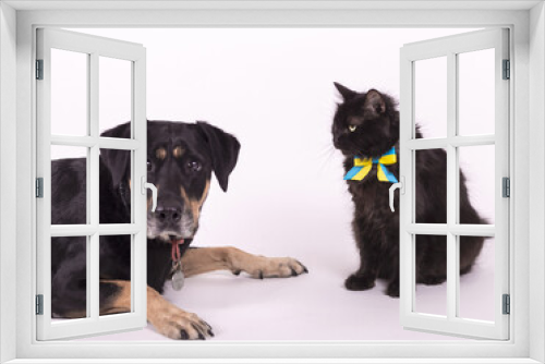 Fototapeta Naklejka Na Ścianę Okno 3D - Big black dog and big fluffy black cat.
Huge black fluffy cat with the flag of Ukraine.
Black cat and Rottweiler in a photo studio.
A very fluffy beautiful black cat with a tie 