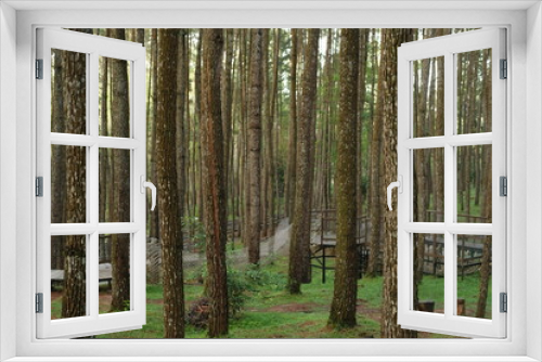 Fototapeta Naklejka Na Ścianę Okno 3D - atmosphere in the pine forest