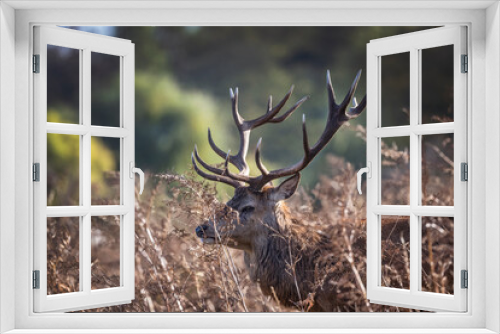 Fototapeta Naklejka Na Ścianę Okno 3D - Red deer stag hiding in the bush