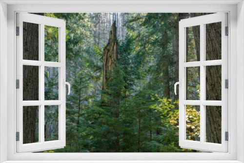 Fototapeta Naklejka Na Ścianę Okno 3D - Ancient Cedar Grove