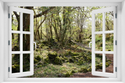 Fototapeta Naklejka Na Ścianę Okno 3D - old trees and mossy rocks in wild forest