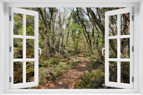 Fototapeta Naklejka Na Ścianę Okno 3D - spring path through thick wild forest