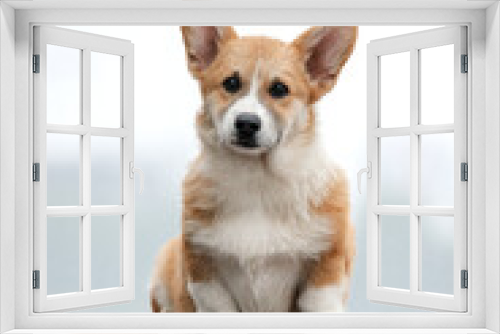 Fototapeta Naklejka Na Ścianę Okno 3D - portrait of a corgi dog