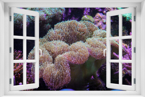 Fototapeta Naklejka Na Ścianę Okno 3D - Eine wunderschöne große Anemone in einem Meerwasserbecken.