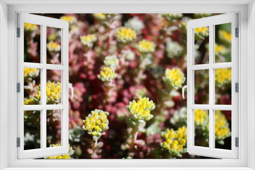 Fototapeta Naklejka Na Ścianę Okno 3D - Rozchodnik łopatkowaty Sedum Spathulifolium 'Capa Blanca'
