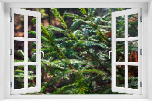 Fototapeta Naklejka Na Ścianę Okno 3D - Young green symmetrical spruce in a mixed forest in autumn
