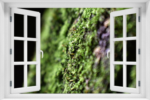 Fototapeta Naklejka Na Ścianę Okno 3D - モスグリーンの苔