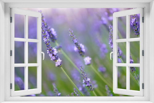 Fototapeta Naklejka Na Ścianę Okno 3D - Background with nlooming lavender flowers