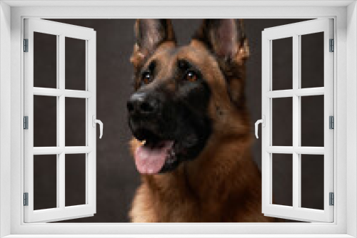 Fototapeta Naklejka Na Ścianę Okno 3D - german shepherd on a brown canvas background. Dog portrait in studio 