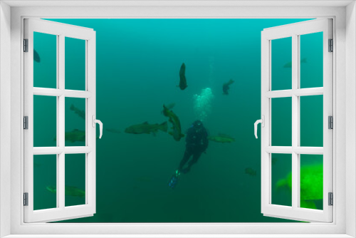 Fototapeta Naklejka Na Ścianę Okno 3D - SCUBA diver suspended while surrounded by trout while exploring 