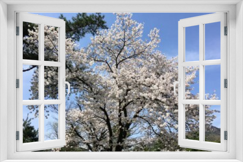 Fototapeta Naklejka Na Ścianę Okno 3D - 커다란 벚나무