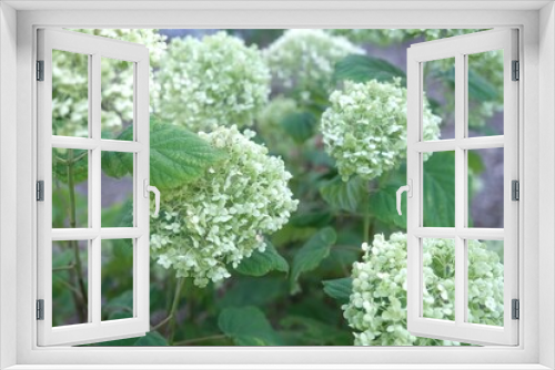 Fototapeta Naklejka Na Ścianę Okno 3D - Greenish-white Smooth hydrangea flowers with green leaves in the garden
