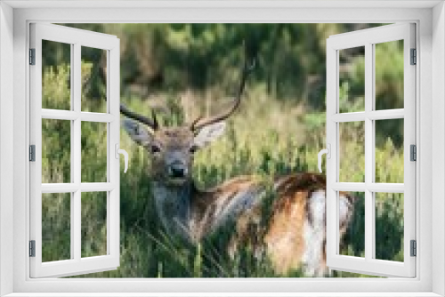 Fototapeta Naklejka Na Ścianę Okno 3D - Vertical portrait of a graceful European fallow deer captured in a pasture