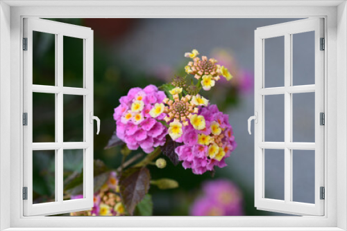 Fototapeta Naklejka Na Ścianę Okno 3D - Shrub verbena flower