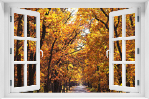 Fototapeta Naklejka Na Ścianę Okno 3D - Colorful autumn in oak tree forest with trail, vertical view
