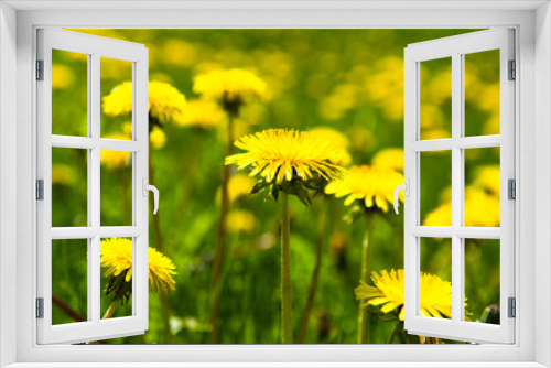 Fototapeta Naklejka Na Ścianę Okno 3D - Field flowers. Yellow dandelions in sunny spring day