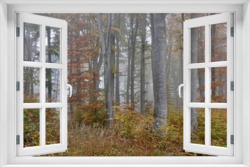 Fototapeta Naklejka Na Ścianę Okno 3D - bunter Wald bei Nebel