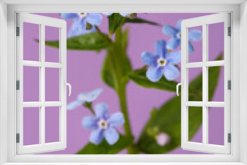 Fototapeta Naklejka Na Ścianę Okno 3D - Blue forget-me-not flowers isolated on purple background.