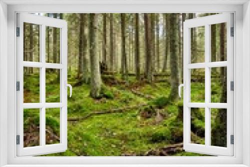 Fototapeta Naklejka Na Ścianę Okno 3D - Beautiful landscape of a green enchanted forest in a vertical shot