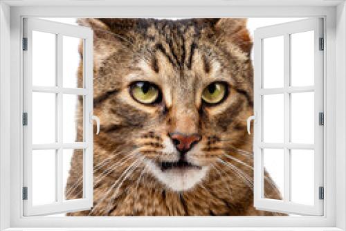 Fototapeta Naklejka Na Ścianę Okno 3D - Portrait of a meowing tabby cat. Isolate on white background