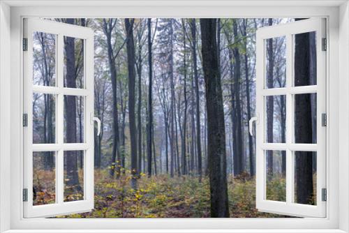 Fototapeta Naklejka Na Ścianę Okno 3D - Bei Trippstadt- Kahrlstalschlucht-Pfalz im Herbst