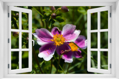 Fototapeta Naklejka Na Ścianę Okno 3D - Close-up shot of a violet flower in a garden. 