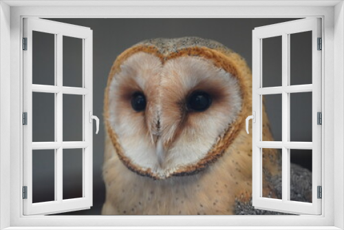 Fototapeta Naklejka Na Ścianę Okno 3D - Barn owl
