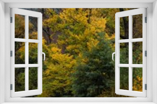 Fototapeta Naklejka Na Ścianę Okno 3D - Vertical shot of green yellow autumn trees in a forest