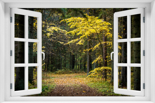 Fototapeta Naklejka Na Ścianę Okno 3D - Autumn trees in the forest