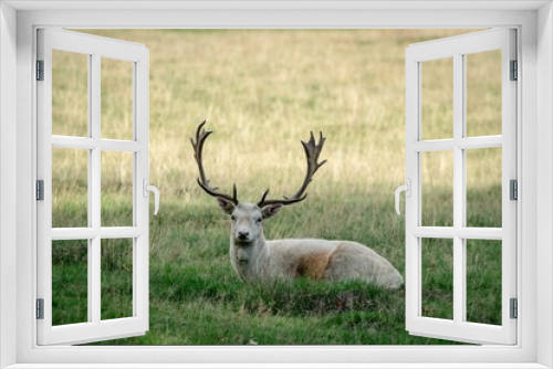 Fototapeta Naklejka Na Ścianę Okno 3D - Selective of deer in Knole Park, Kent