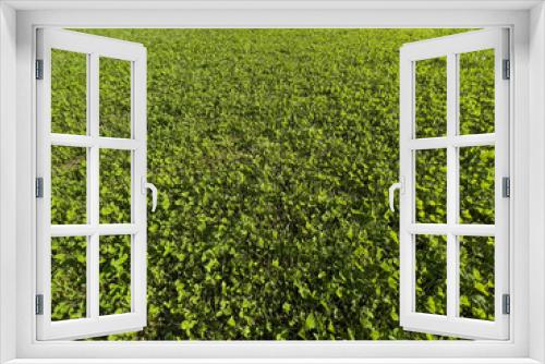 Fototapeta Naklejka Na Ścianę Okno 3D - A field with a trimmed green lawn made of clover.