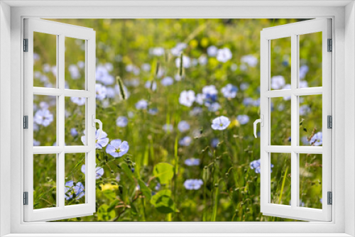 Fototapeta Naklejka Na Ścianę Okno 3D - Sunlight Shines Through Blue Flax Blossoms In Thick Grassy Field
