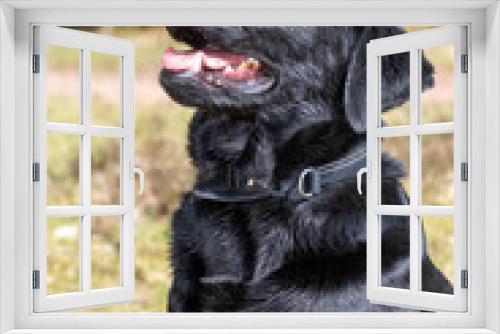 Fototapeta Naklejka Na Ścianę Okno 3D - Portrait of a black Labrador sitting down