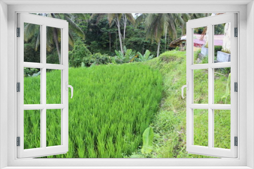 Fototapeta Naklejka Na Ścianę Okno 3D - A balinese rice padi