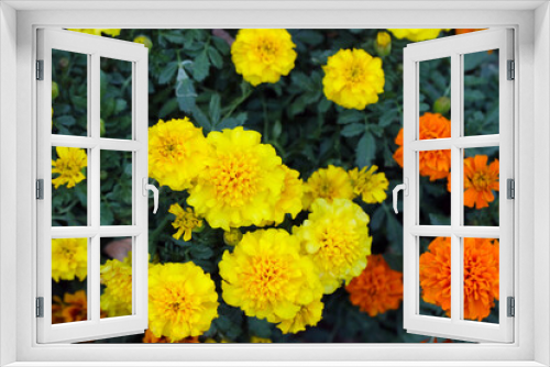 Fototapeta Naklejka Na Ścianę Okno 3D - Orange and yellow colored African Marigold flowers.