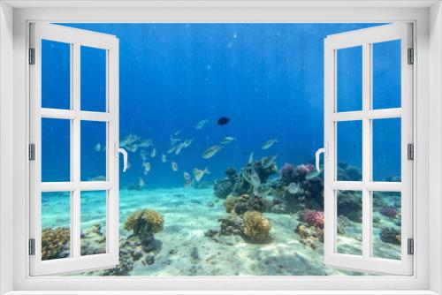 Fototapeta Naklejka Na Ścianę Okno 3D - Shoal of Sargos or White Seabream swimming at the coral reef in the Red Sea, Egypt..