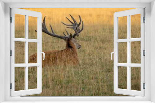 Fototapeta Naklejka Na Ścianę Okno 3D - Red Deer with antlers resting in golden grass outdoors