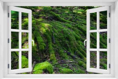 Fototapeta Naklejka Na Ścianę Okno 3D - Beautiful closeup of a moss in a forest