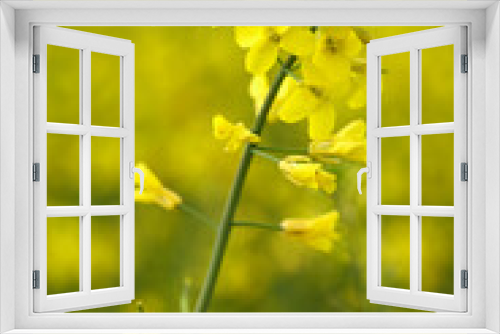 Fototapeta Naklejka Na Ścianę Okno 3D - Flowering oilseed rape. Close up.