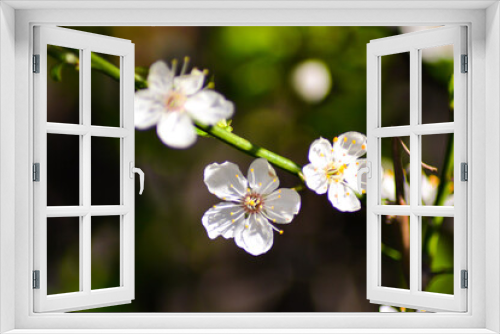 Fototapeta Naklejka Na Ścianę Okno 3D - little white flowers. blossom season concept.