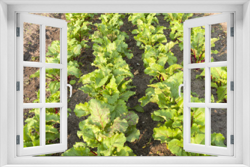 Fototapeta Naklejka Na Ścianę Okno 3D - Rows of beets in the organic vegetable garden.