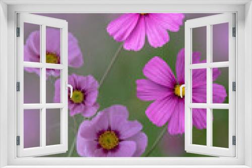 Fototapeta Naklejka Na Ścianę Okno 3D - Summer flowers pink Cosmea flower - in Latin Cosmos Bipinnatus