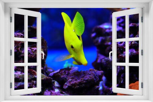 Fototapeta Naklejka Na Ścianę Okno 3D - Yellow tang fish - Zebrasoma Flavescens