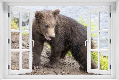 Fototapeta Naklejka Na Ścianę Okno 3D - A wild brown bear cub in Katmai National Park (Alaska).