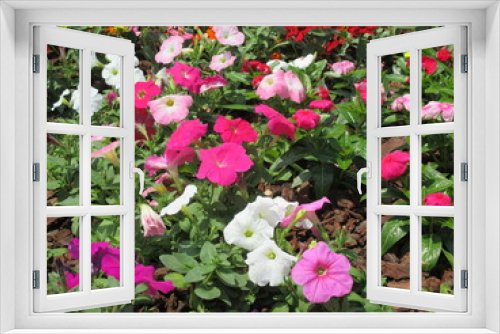 Fototapeta Naklejka Na Ścianę Okno 3D - 春の花壇に美しく咲き誇る、赤、ピンク、白が鮮やかなのペチュニアの花