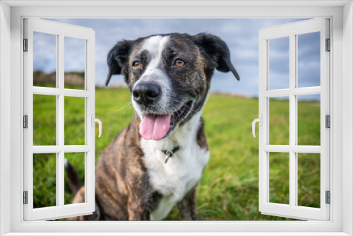 Fototapeta Naklejka Na Ścianę Okno 3D - Hund auf einer Wiese