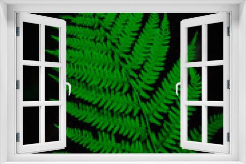 Fototapeta Naklejka Na Ścianę Okno 3D - Farn Farnwedel Hintergrund Nahaufnahme