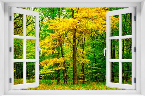 Fototapeta Naklejka Na Ścianę Okno 3D - Tree with yellowing leaves in the forest